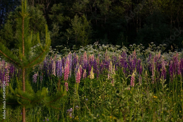 Obraz Countryside, wild field at sunset