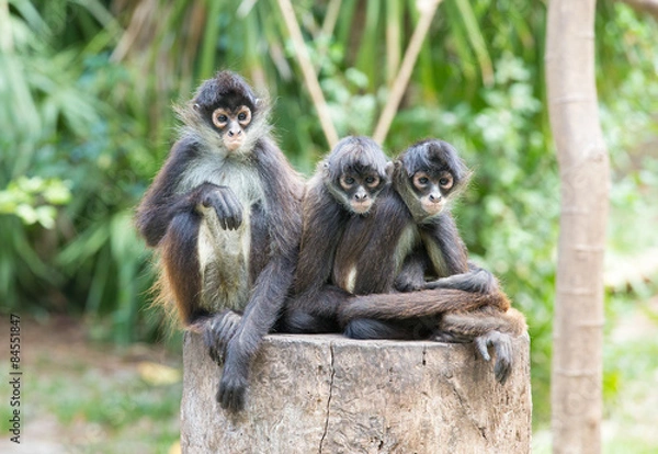 Fototapeta Spider monkey