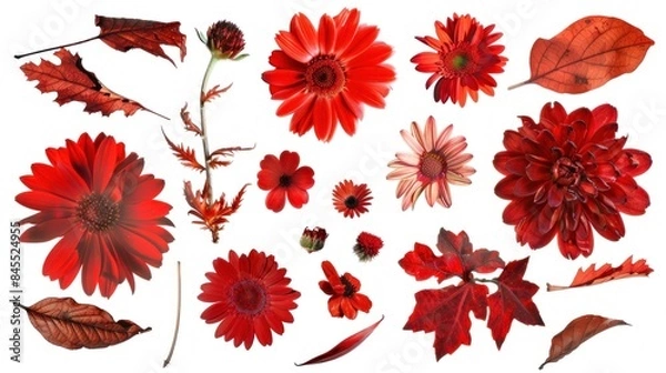 Obraz Red dried flower pattern isolated on white background