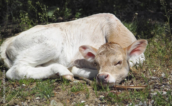 Obraz touching cute calf lying on green grass, cute baby animals