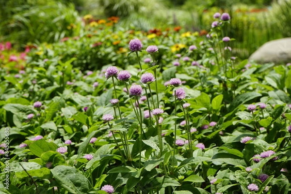 Fototapeta The flowers in the park are beautiful.
