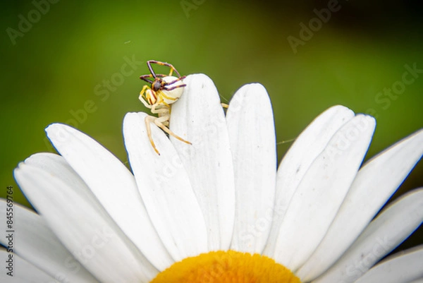Obraz spiders mating on a daisy