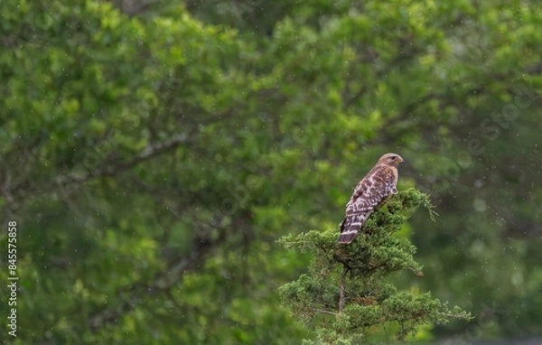Fototapeta Hawk Perched