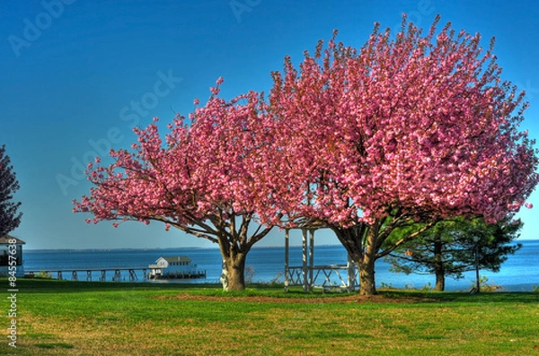 Obraz Spring in Maryland