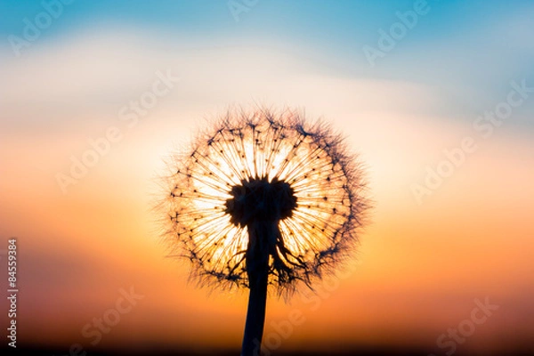 Obraz Dandelion flower with sunset