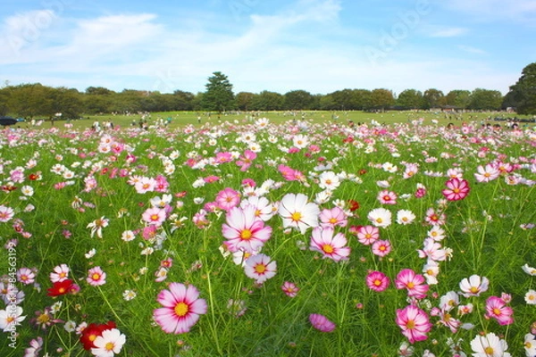 Obraz 昭和記念公園のコスモス祭り