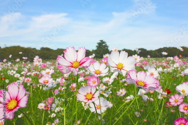 Obraz 昭和記念公園のコスモス祭り