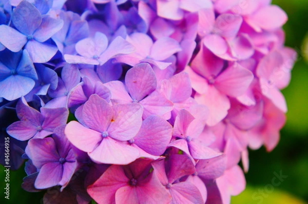 Obraz 鎌倉の明月院で有名な紫陽花