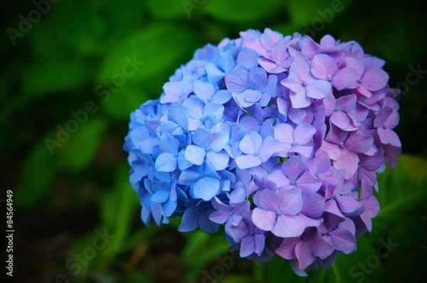 Obraz 鎌倉の明月院で有名な紫陽花