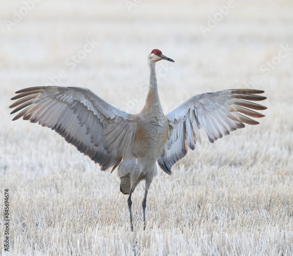 Fototapeta A sandhill crane with its wings fully spread 