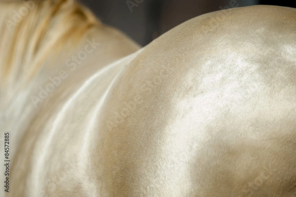 Obraz perlino horse coat closeup shining on the sun