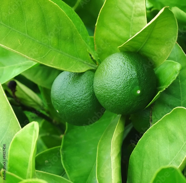 Fototapeta green lemon