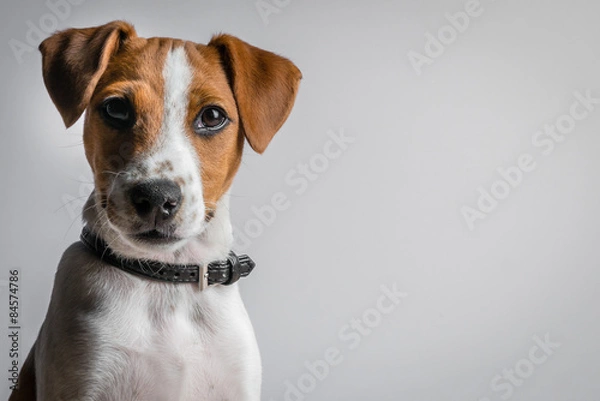 Fototapeta jack russell terrier puppy