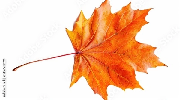 Fototapeta Maple leaf in autumn isolated on a white background