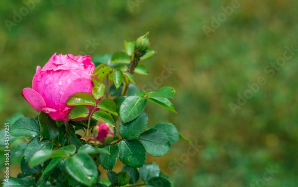 Obraz Rose im Regen