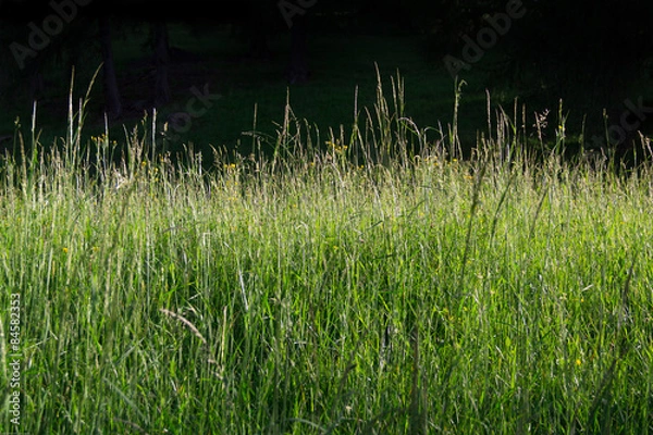 Obraz Summer grassland