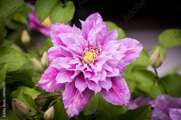 Obraz Pink Clematis
