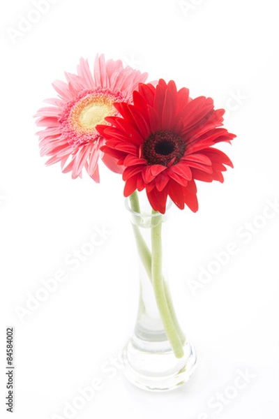 Obraz pink and red gerbera