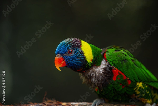 Obraz Rainbow lorikeet on a branch