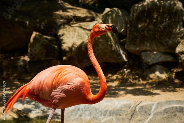 Fototapeta Pink flamingos on the pond in sunlight.