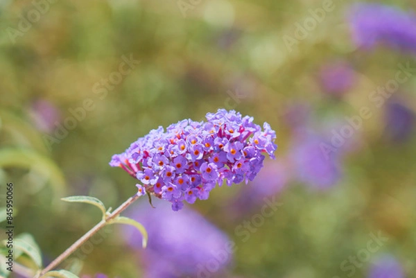Obraz Purple flower with a blurred background.