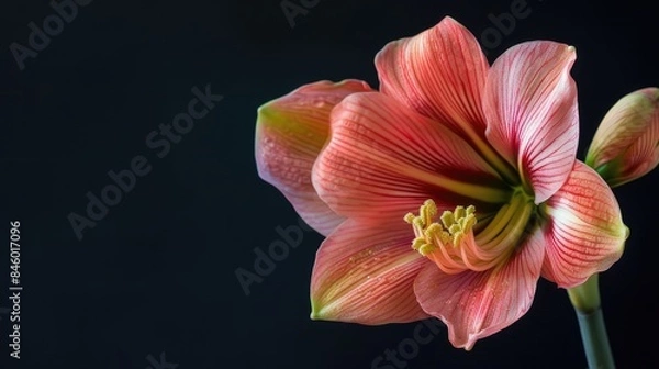 Fototapeta Pink and yellow flower in close up against a dark backdrop