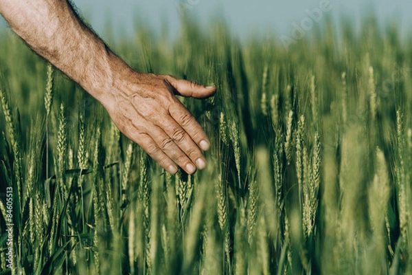 Obraz Ręka rolnika dotykającego dojrzewających uszu pszenicy wczesnym latem.