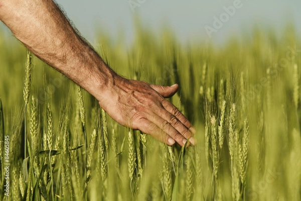 Fototapeta Hand of a farmer touching ripening wheat ears in early summer. 