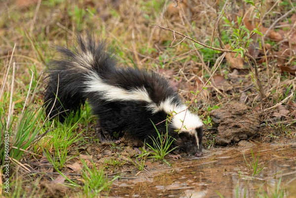 Obraz Young Striped skunk on a spring morning getting a drink at a cattle pond