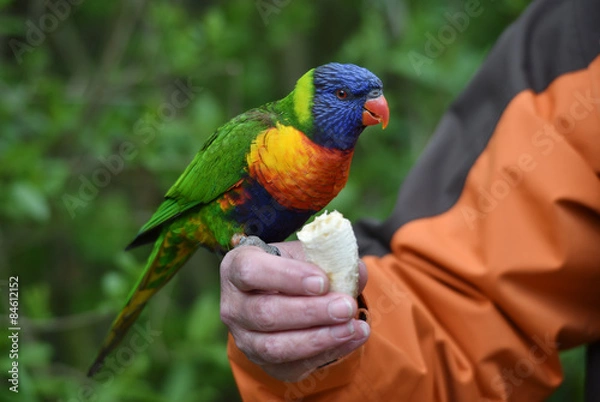 Fototapeta Allfarblori