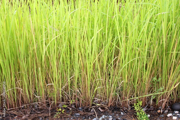 Obraz cogon grass