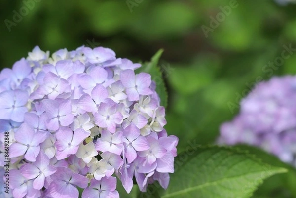 Obraz 木蔭に咲く薄紫色の紫陽花の花のアップ
