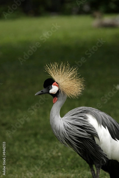 Fototapeta Portrait of the crane with the nutter on the head;