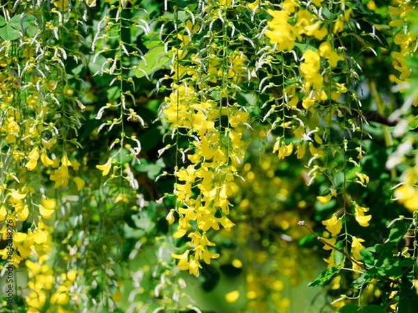 Obraz キングサリの花と実