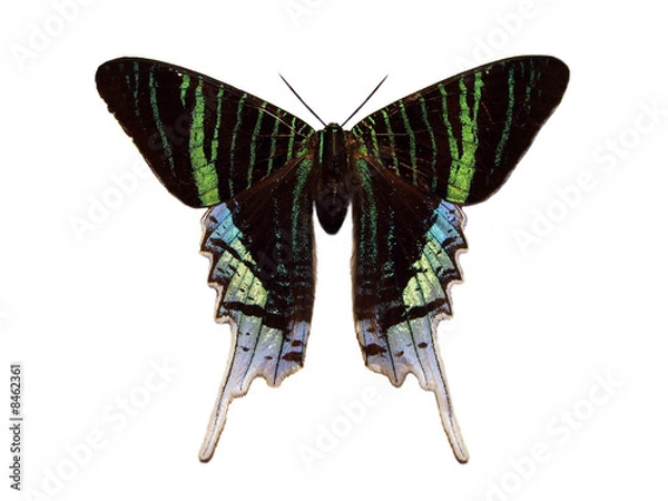 Fototapeta Urania moth.