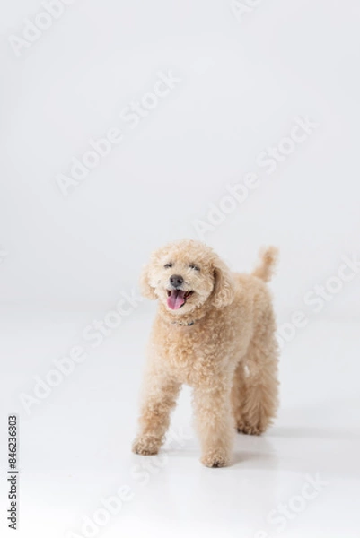 Fototapeta トイプードル