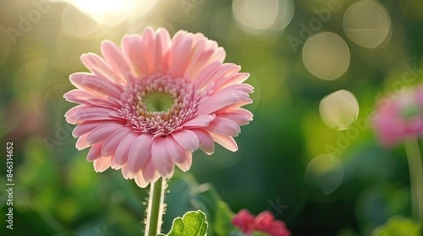 Obraz Close-up of pink gerbera daisy in sunlight with blurred bokeh background floral garden nature detail