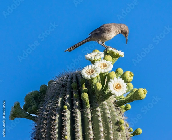 Fototapeta A Bendire's Thrasher feeding on a blossoming cactus in Chandler, AZ