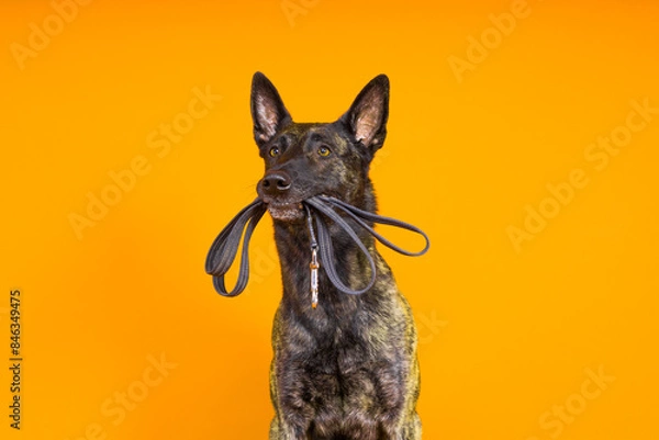 Fototapeta Dutch shepherd dog and leash in the teeth, studio shot
