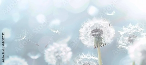 Obraz Primer plano de diente de león