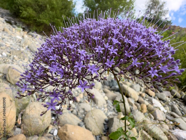Fototapeta flor en primer plano con desenfoque en el fondo. Artístico