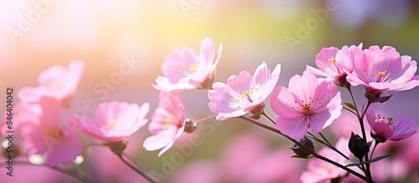 Fototapeta A summery image showcasing pink flowers up close on a sunny day with a serene rural background and blurred surroundings suitable for nature inspired designs. copy space available