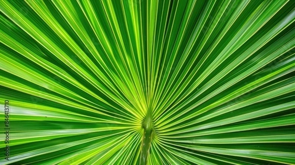 Obraz The Charming Flaws in the Organic Pattern of a Palm Leaf