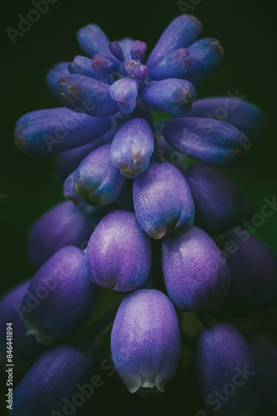 Obraz Close-up of a grape hyacinth (Muscari) flower