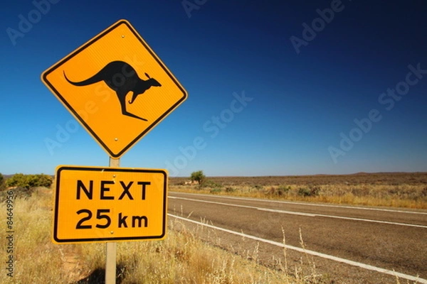 Obraz Kangaroos on the road