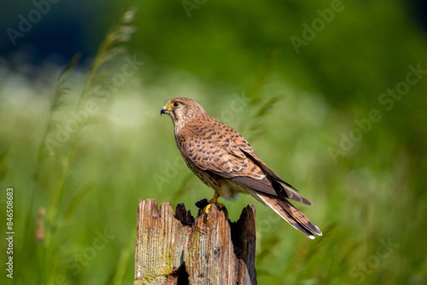 Fototapeta Close-up of a kestrel perched on a wooden post in a green field