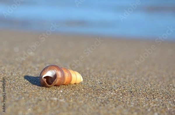 Fototapeta Shell on sandy beach