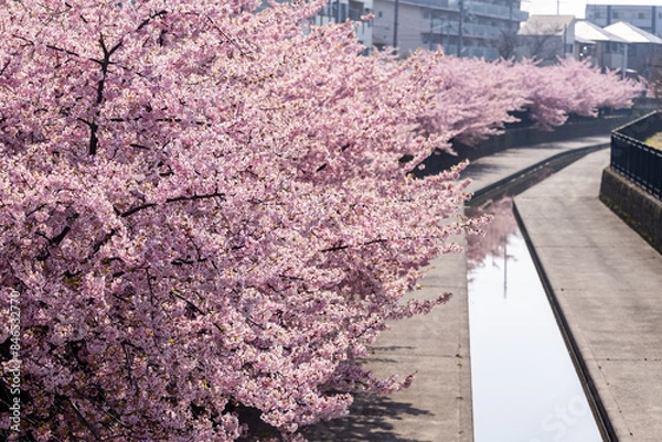 Obraz 満開の淀の河津桜
