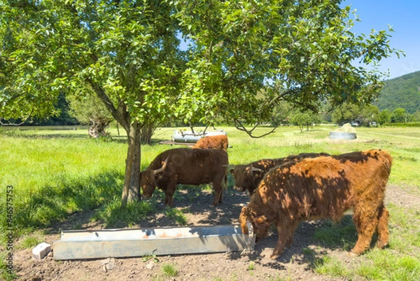 Obraz Galloway cattle under a tree