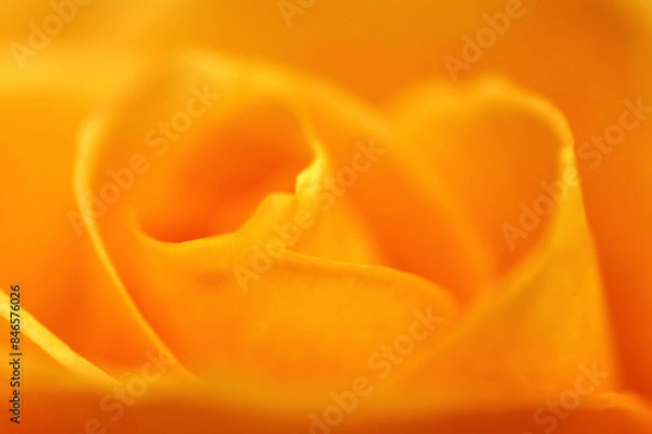 Obraz バラのクローズアップ